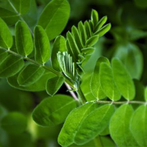 Traganek błoniasty (Astragalus membranaceus)