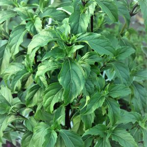 Bazylia Green Pepper (Ocimum selloi)